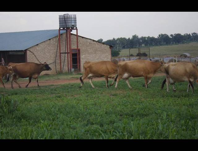 FARM FOR SALE IN ONDERSTEPOORT